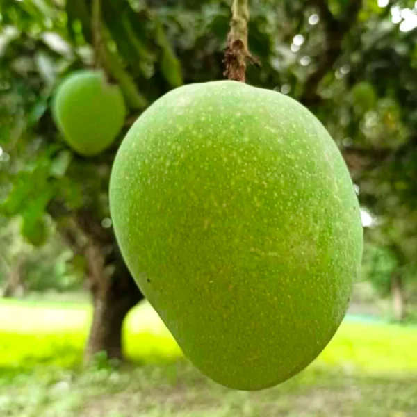 Himsagor (10 KG)/ 100 Taka Per Kg